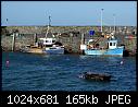 -bck45-guillemot-ballywalter-harbour-20-03-2010.jpg