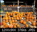 Click image for larger version

Name:	PumpkinsBardenOrchard.jpg
Views:	38
Size:	375.7 KB
ID:	15835