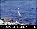 OT - Cape Cod Canal Heron-heron_1.jpg