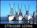 -fish0458.jpg