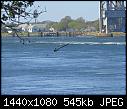 US - Cape Cod Canal water hazard 2017-10-04-shark_20171004.jpg