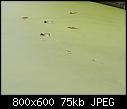 -05-green-holland-my-balcony.jpg
