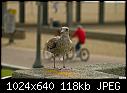 Click image for larger version

Name:	Herring gull eating non-fishy stuff.jpg
Views:	133
Size:	118.3 KB
ID:	6950