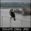 Osprey -  Bird Photo-img_8514cropped-sharpened.jpg