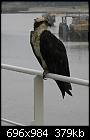 Osprey -  Bird Photo-img_8514a.jpg